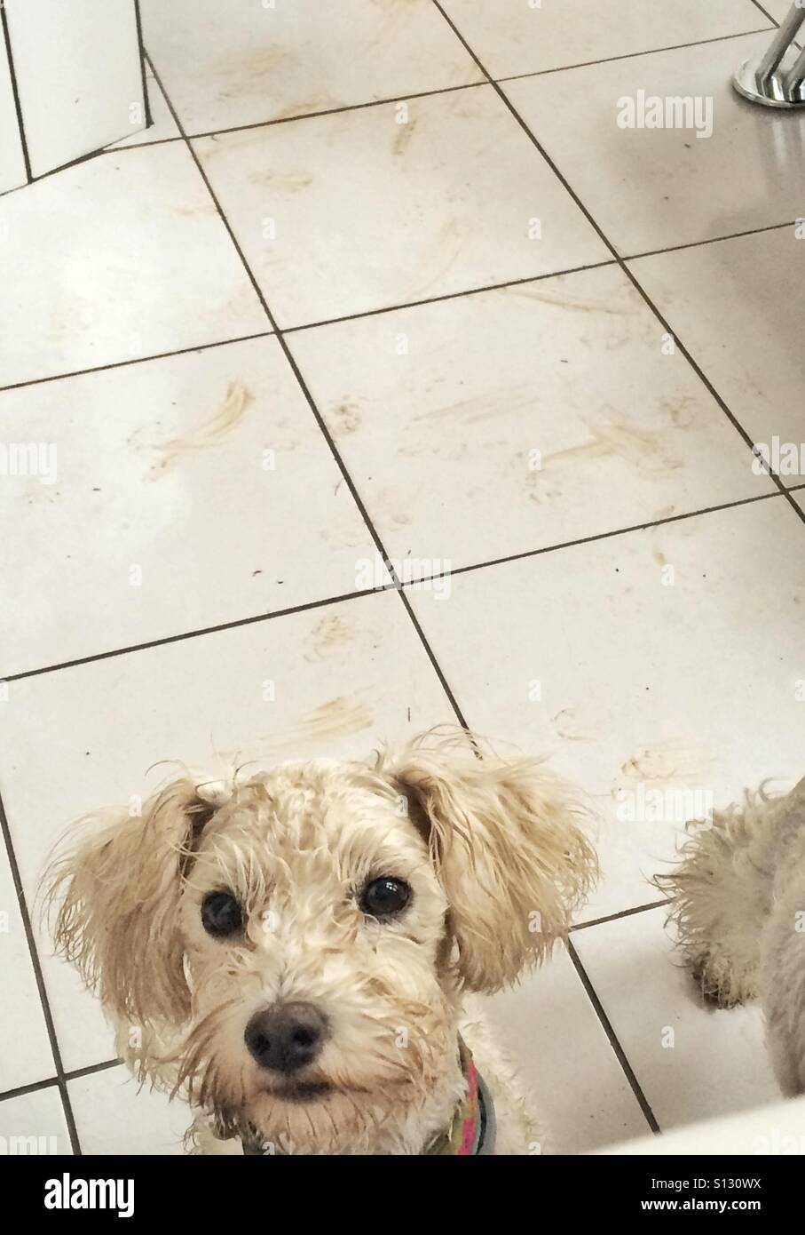 Dirt dog hires stock photography and images Alamy