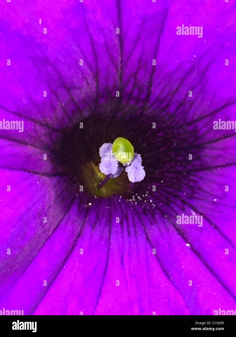 Close up of a petunia - Smartphone Captured Stock Image