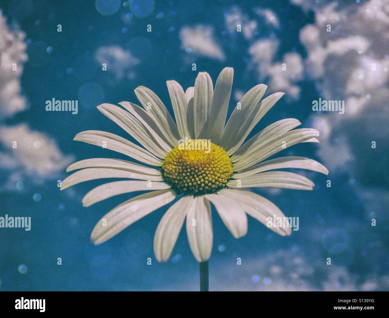 White daisy against blue sky - Smartphone Captured Stock Image