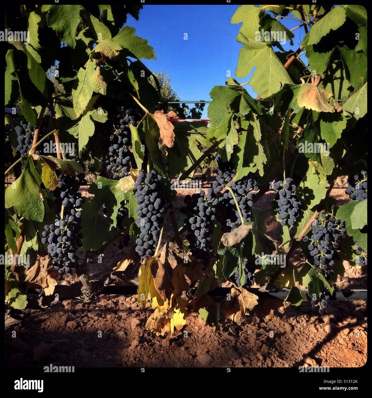 Syrah grapevines bask in the evening light, Catalonia, Spain. Stock Photo