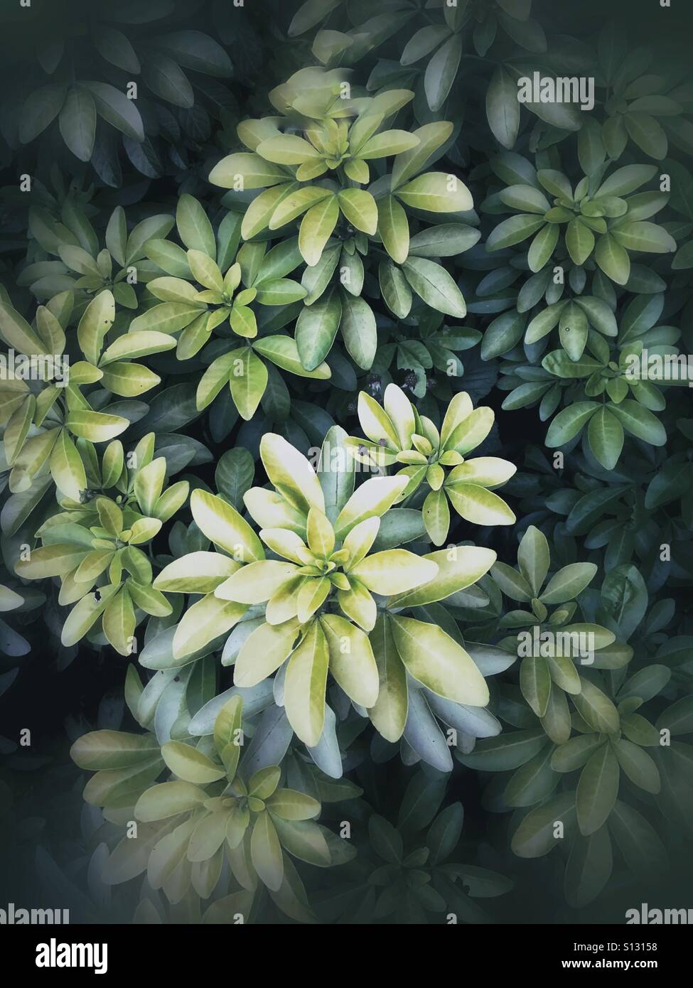 Summer foliage strong vignette and muted tones - Smartphone Captured Stock Image