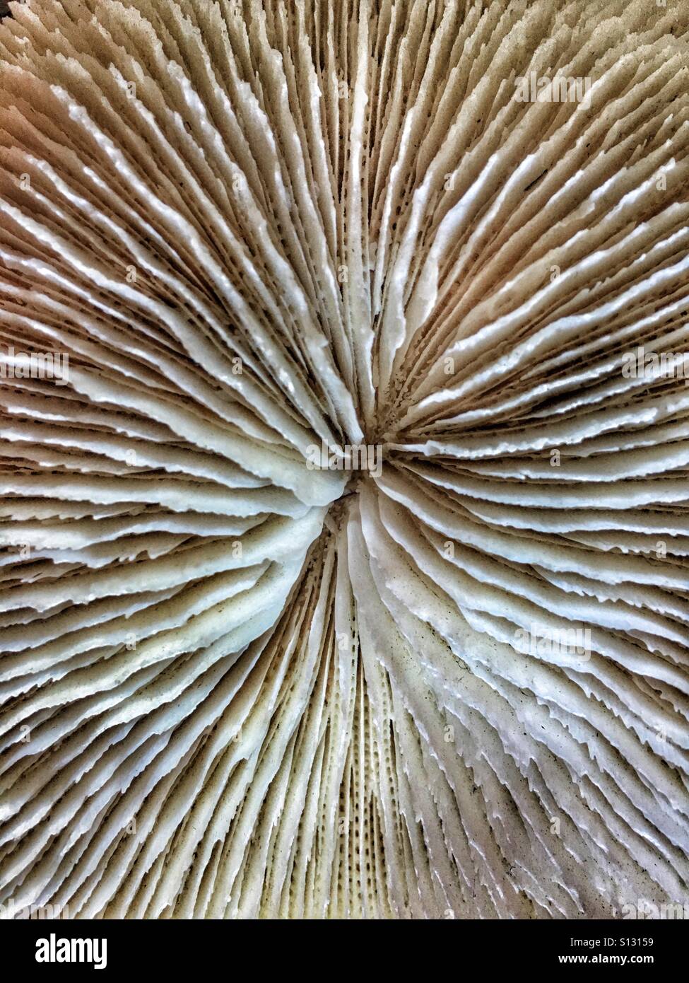Mushroom coral, also known as Disk or Plate coral. Fungia Sp - Smartphone Captured Stock Image