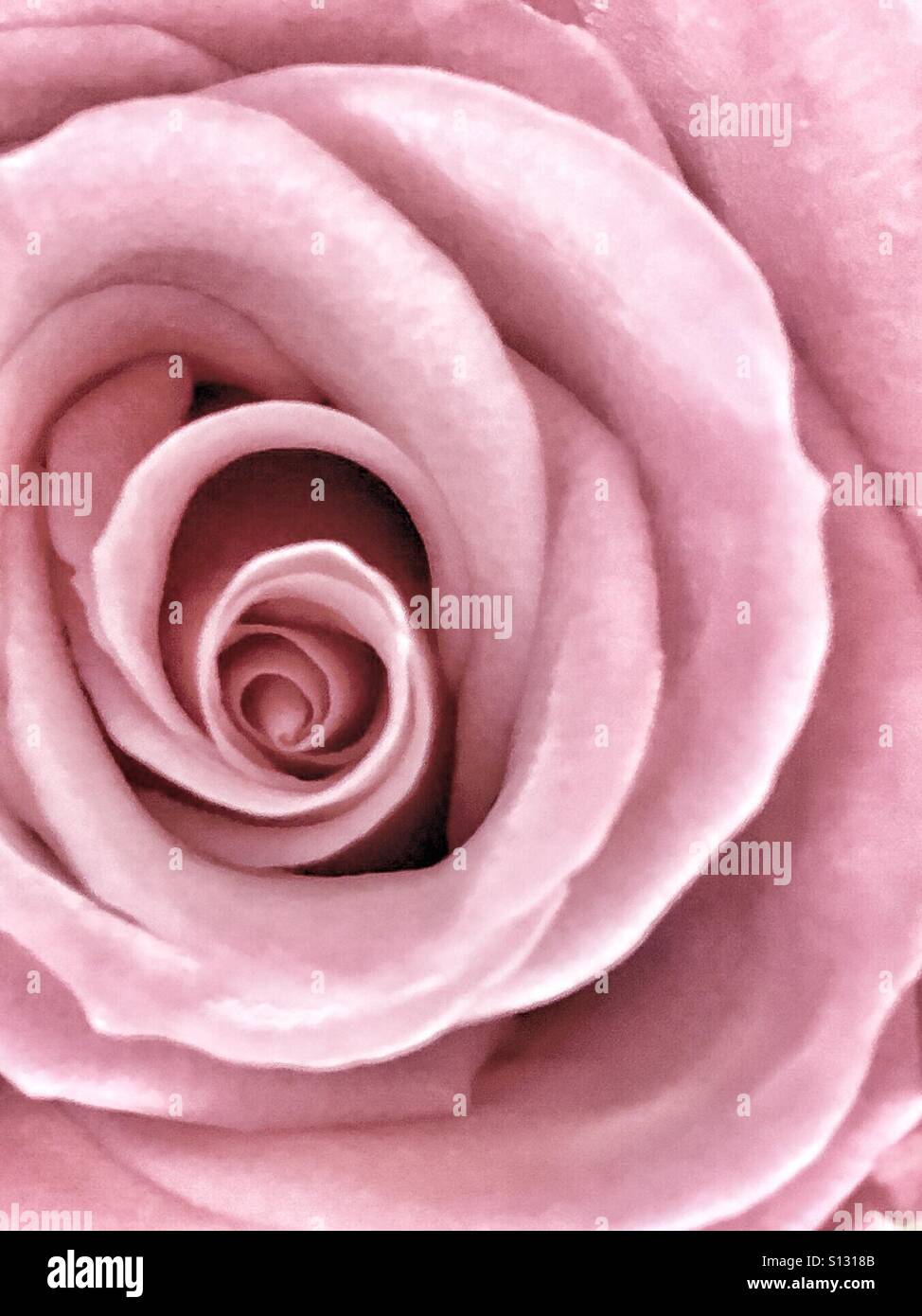 Close up rose flower hi-res stock photography and images - Alamy