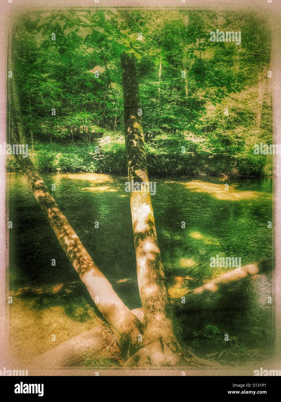 Tree over the water using grunge film Stock Photo