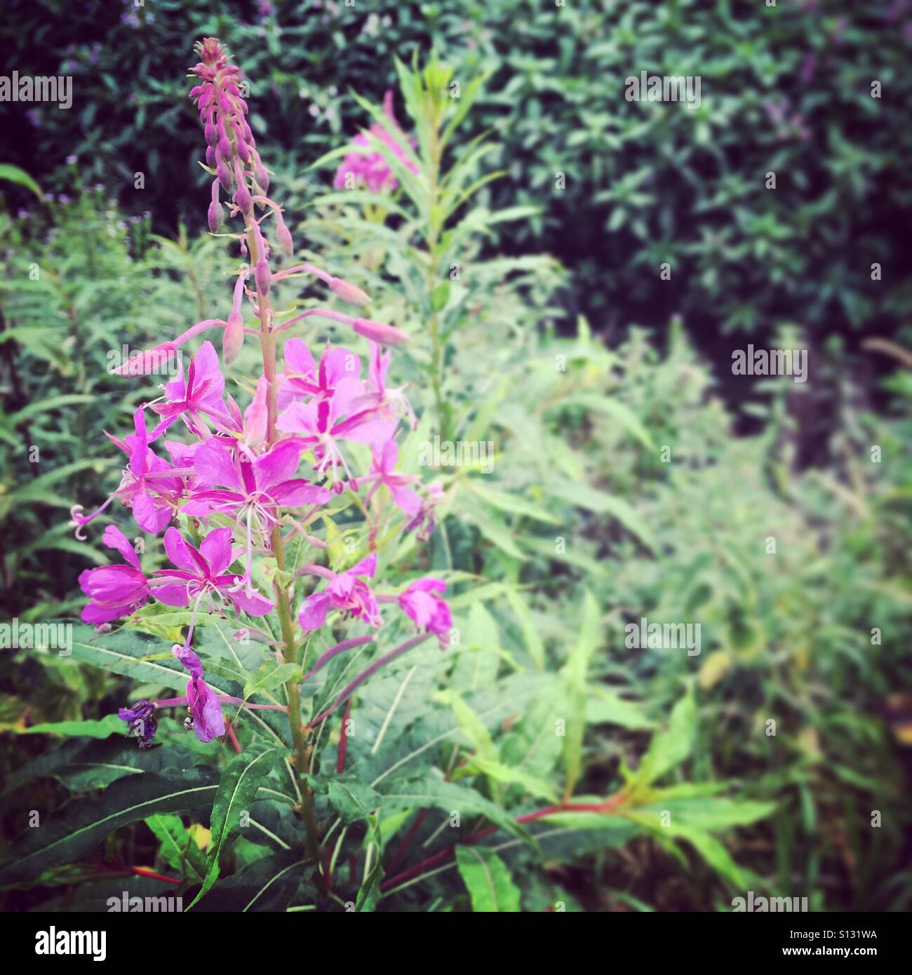 Purple wild flowers - Smartphone Captured Stock Image