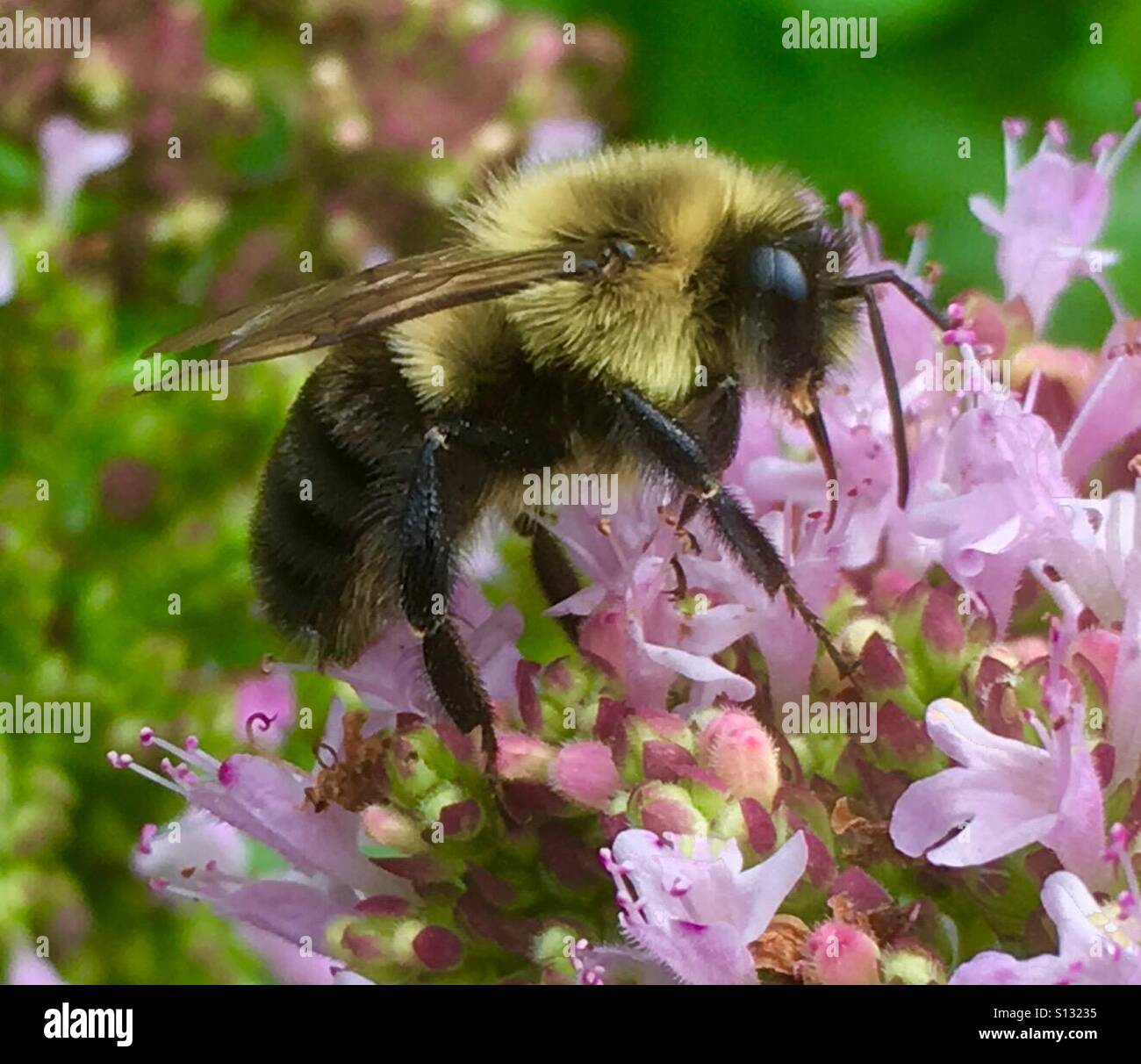 Fuzzy bumble bee hires stock photography and images Alamy