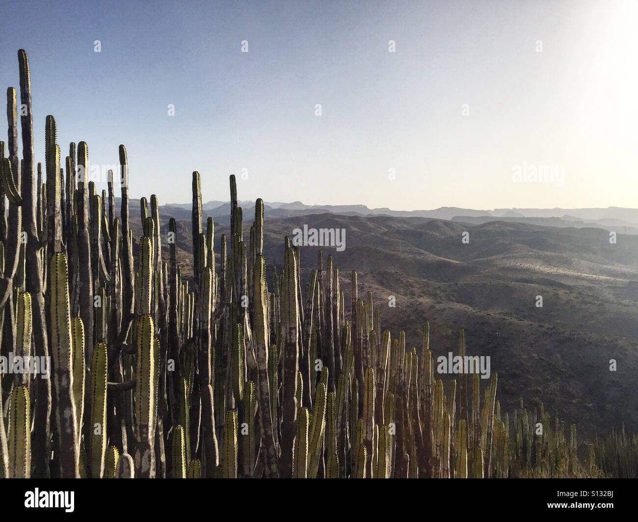 Cactus in Gran Canaria, Spain. Stock Photo