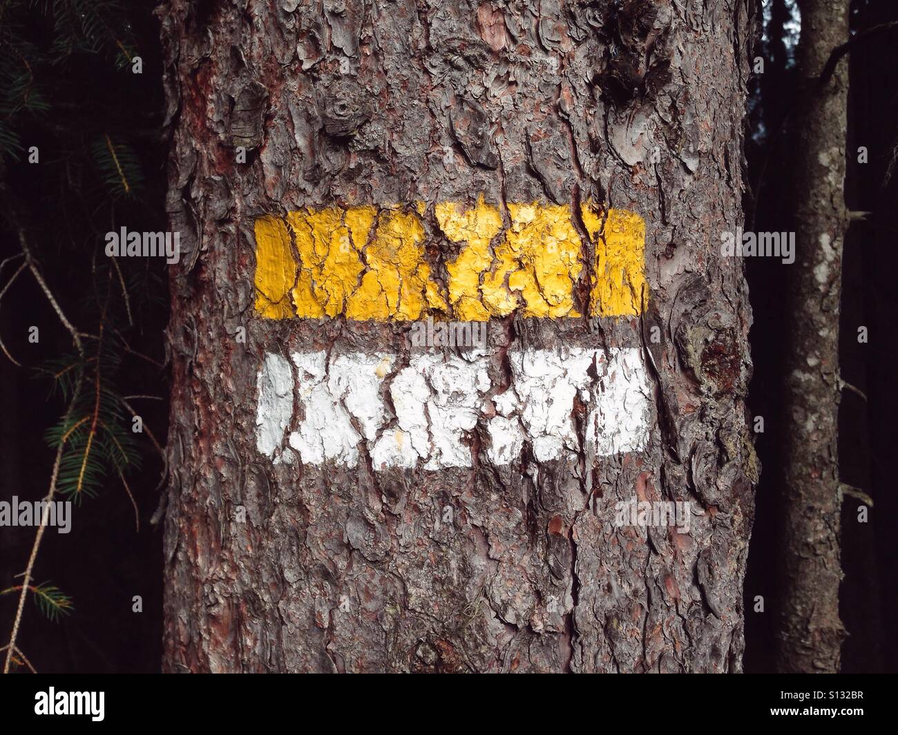 White and yellow stripes on a pine tree marking a hiking trail in the Austrian Alps, Kleinwalsertal, Austria Stock Photo