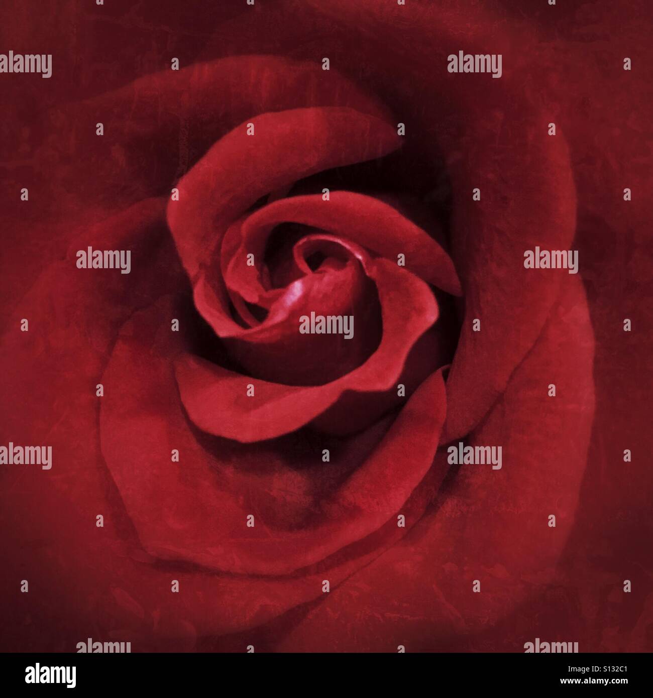 Rose romance hi-res stock photography and images - Alamy