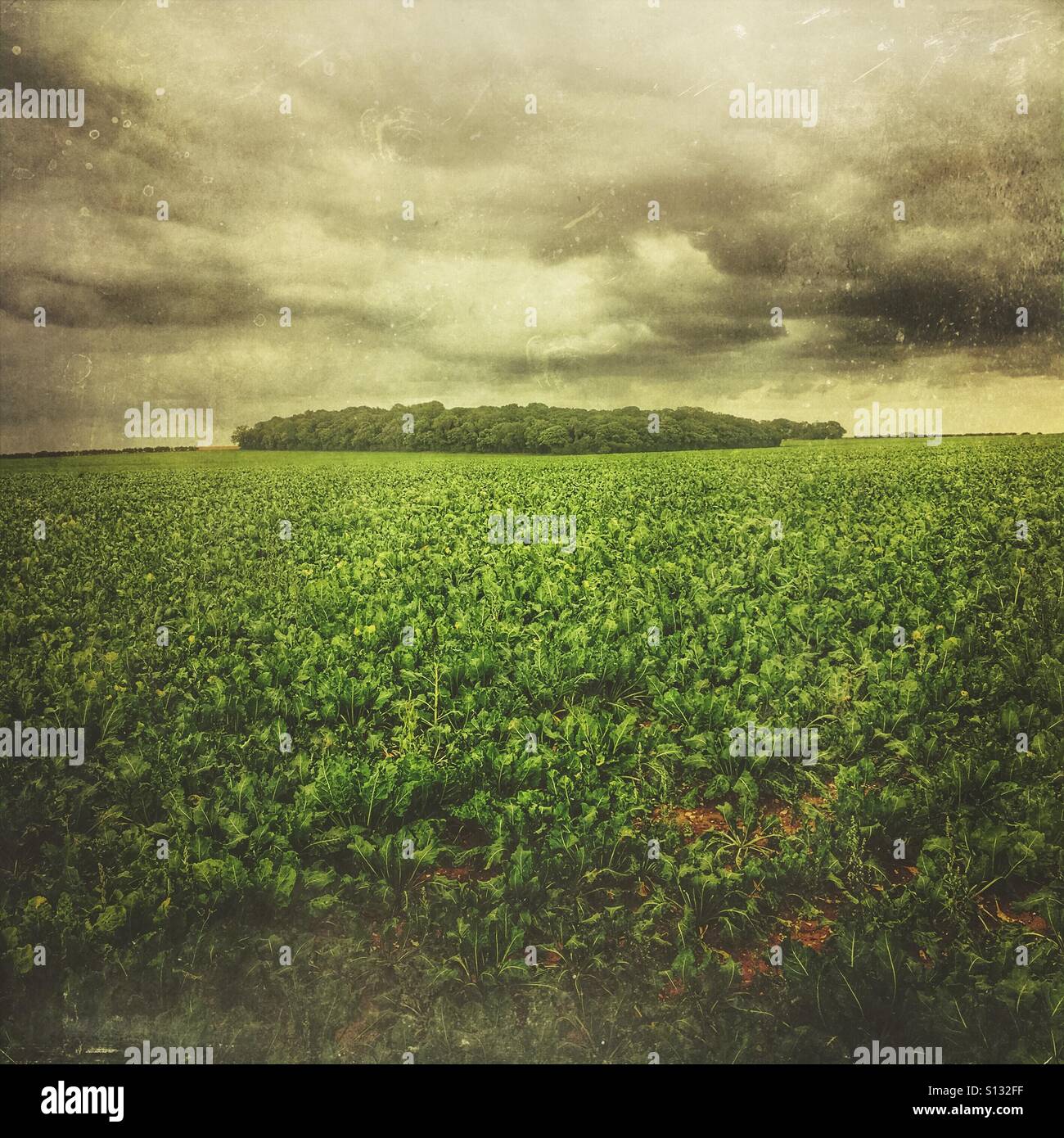 Sugar beet crop in field, with copse in the distance and dramatic sky. North Norfolk, England, UK. - Smartphone Captured Stock Image