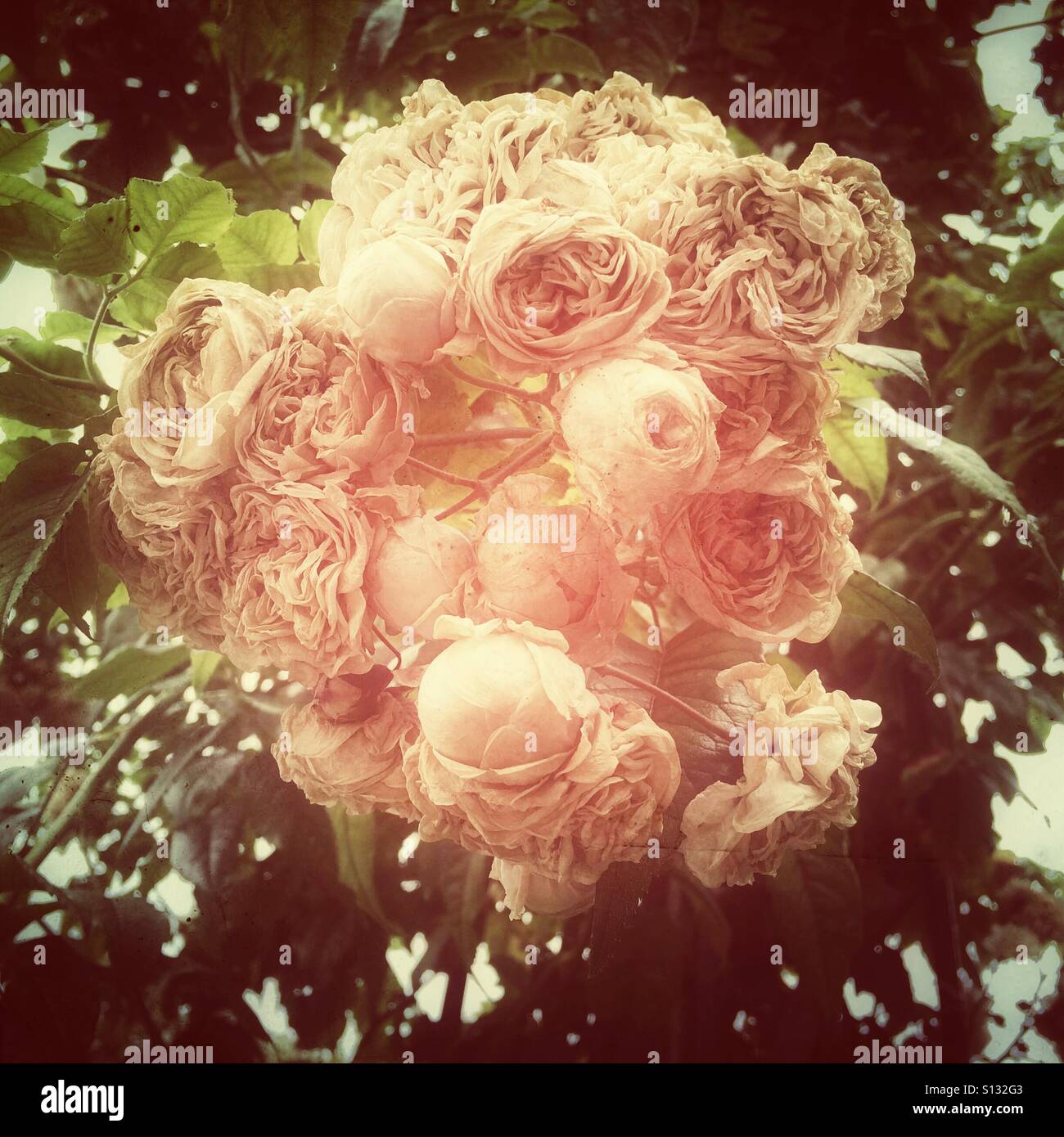 Faded pale pink climbing roses. - Smartphone Captured Stock Image