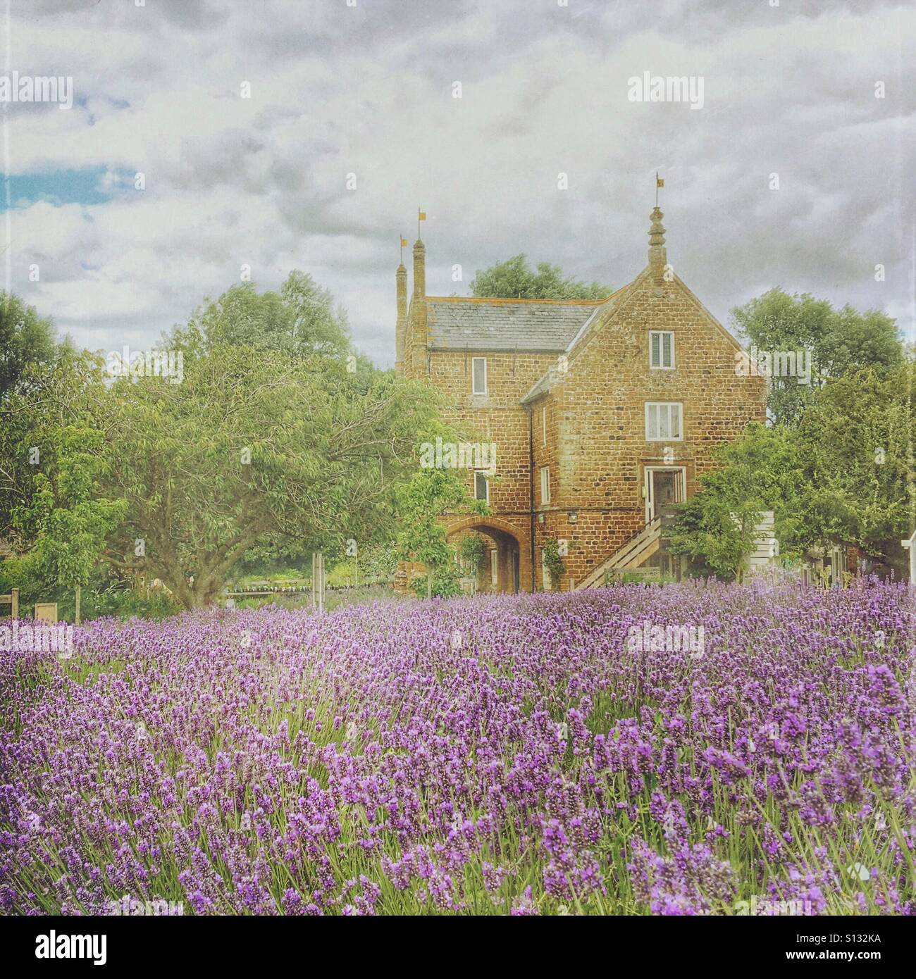 Lavender fields in bloom at the Norfolk Lavender Centre, Heacham, North Norfolk, with historic stone buildings under a soft summer sky. - Smartphone Captured Stock Image