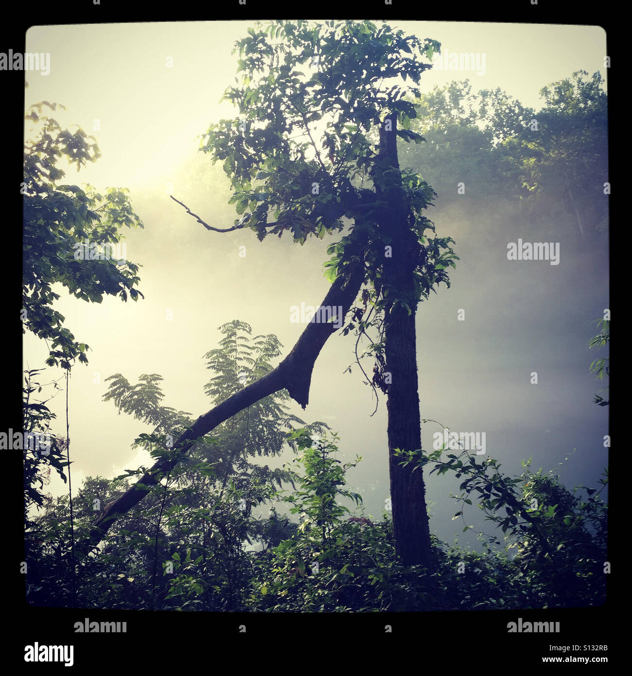 Misty morning light by a river in Arkansas. - Smartphone Captured Stock Image