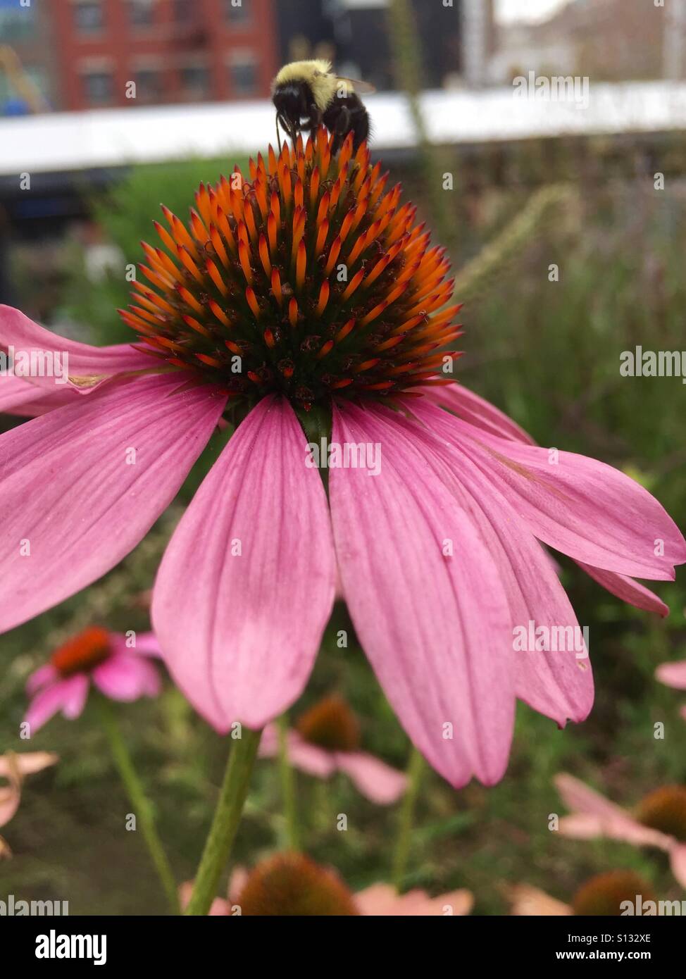 Pink Daisy with a bee in macro Stock Photo