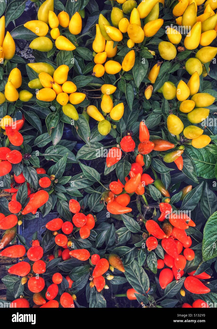 Capsicum plants - Smartphone Captured Stock Image