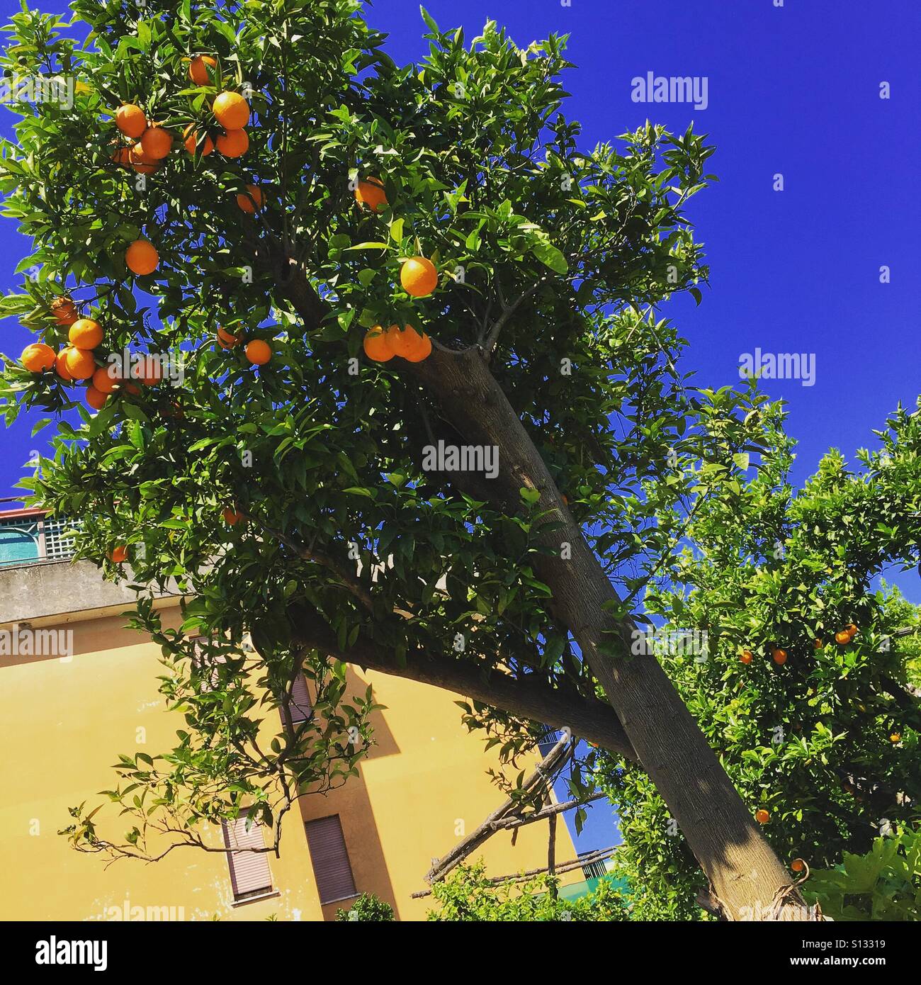 Orange tree in a citrus grove - Smartphone Captured Stock Image