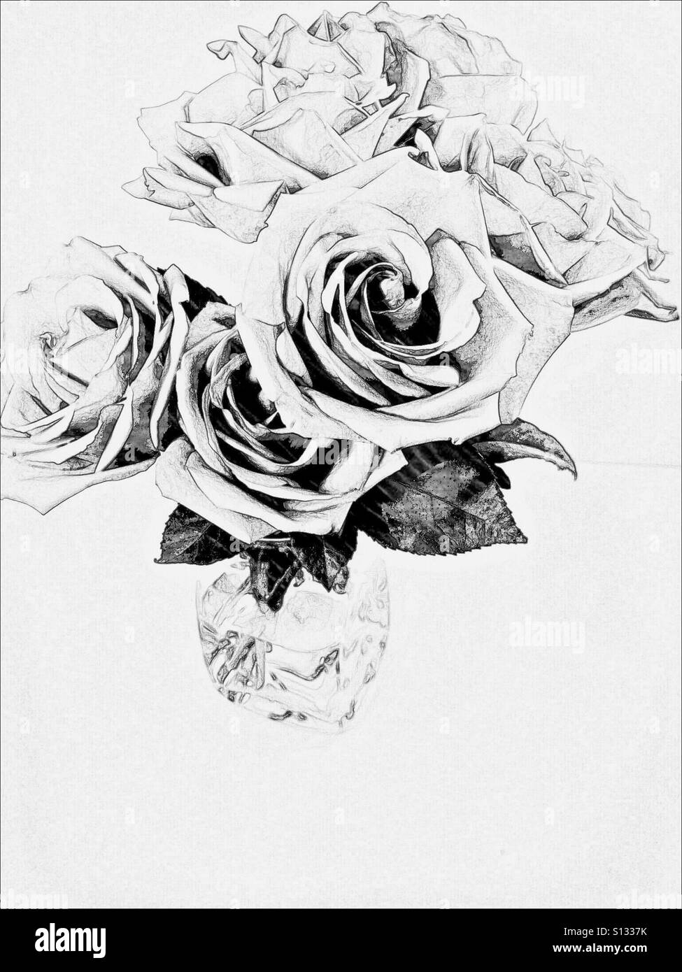 Artistic line drawing of roses in vase - Smartphone Captured Stock Image