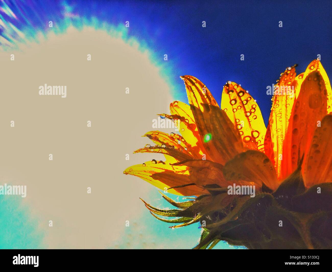Summer heat - Smartphone Captured Stock Image