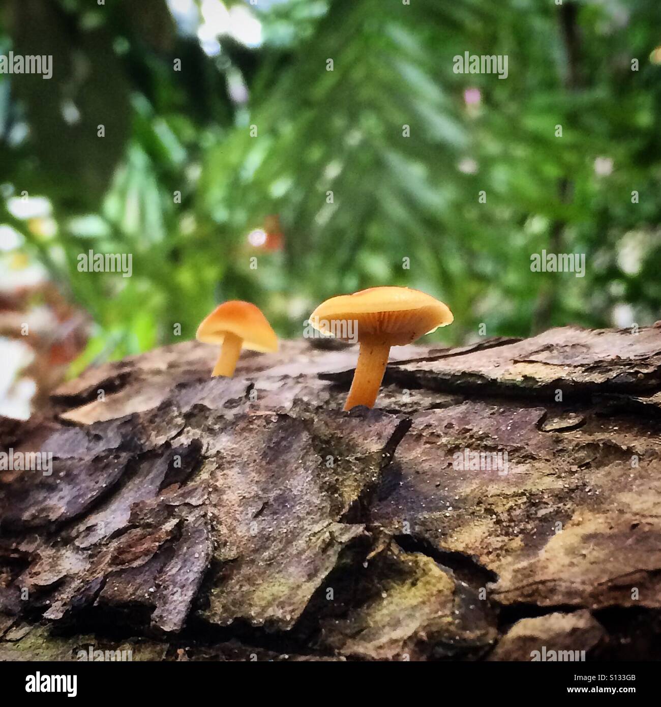 Micro mushrooms Stock Photo