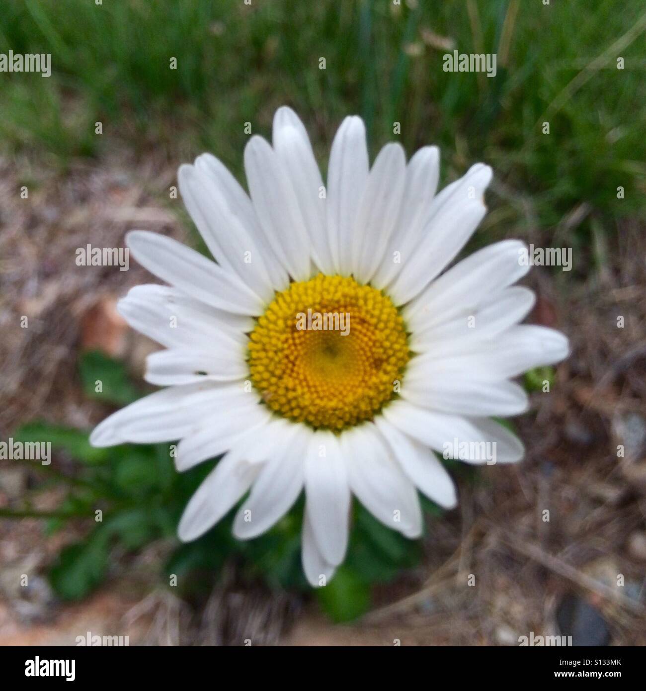 A wildflower graces the forest floor. The name of the flower is an Oxeye Daisy and is a member of the Aster family. The Latin name for this flower is    Chrysanthemum leucanthemum. Stock Photo