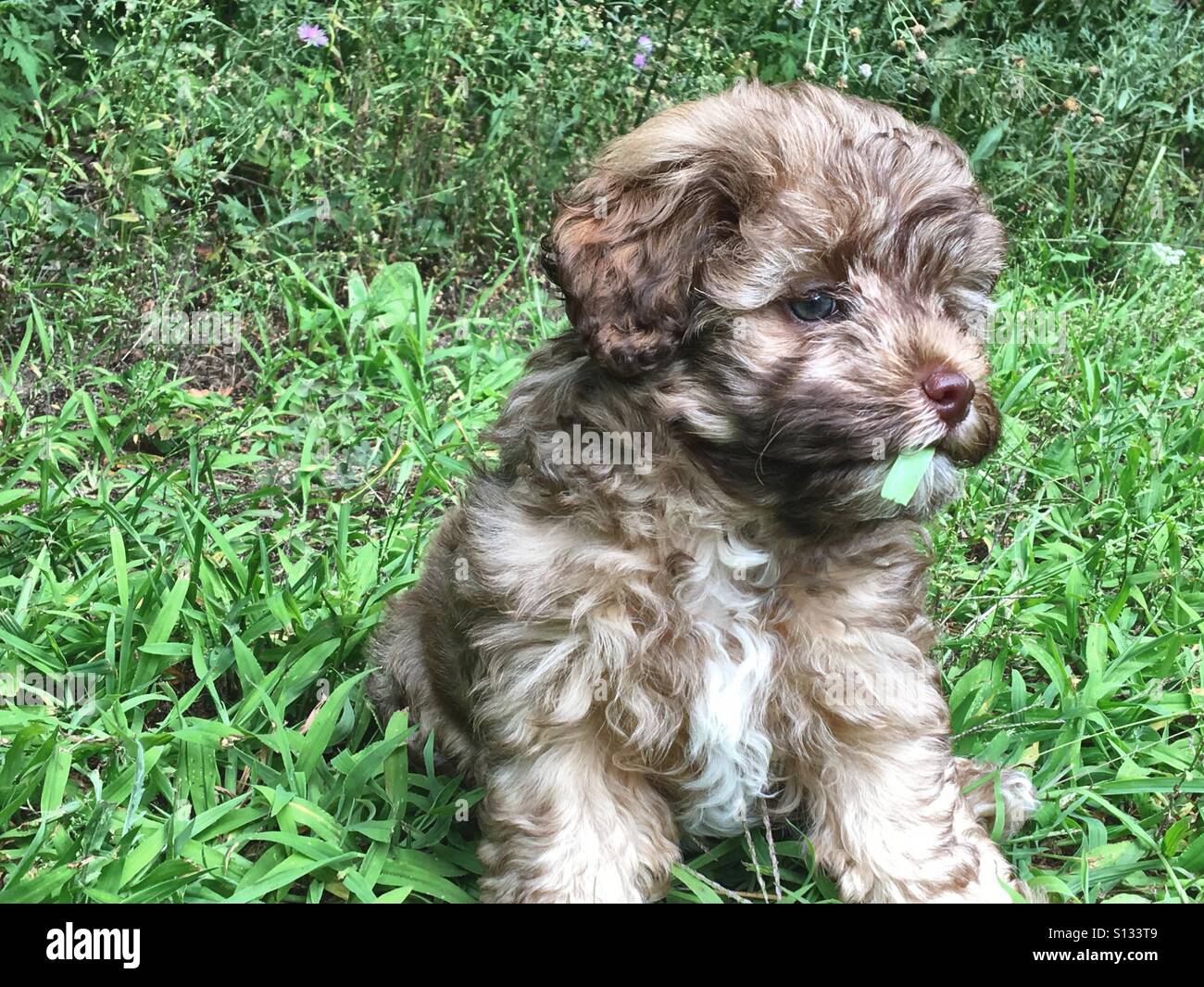 Puppy eating leaf Stock Photo Alamy