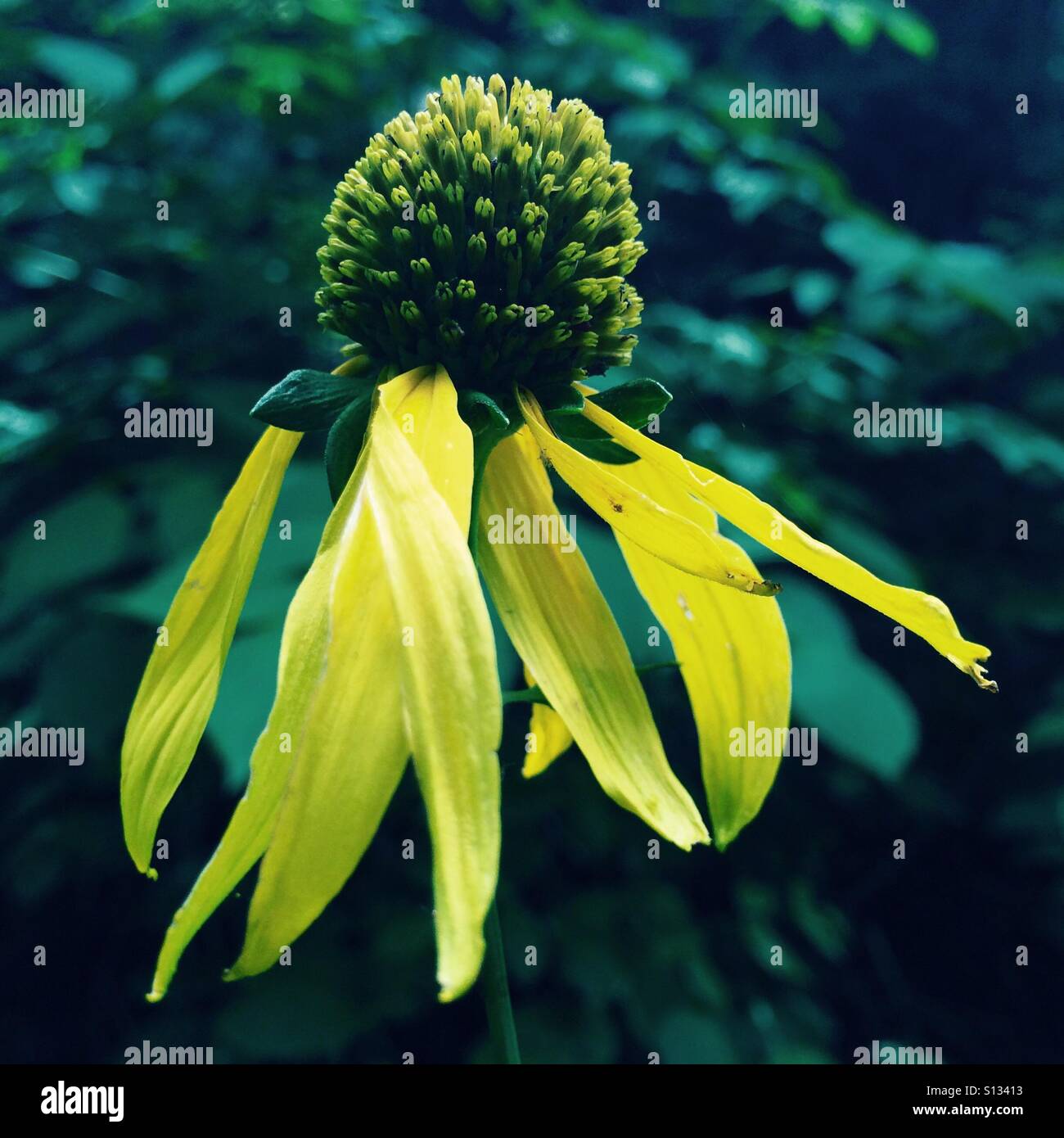 Wildflower in the woods. The wildflower is a Cutleaf Coneflower. It is also known as a Green-headed Coneflower and a Golden Glow. The Latin name is Rudbeckia laciniata. Stock Photo