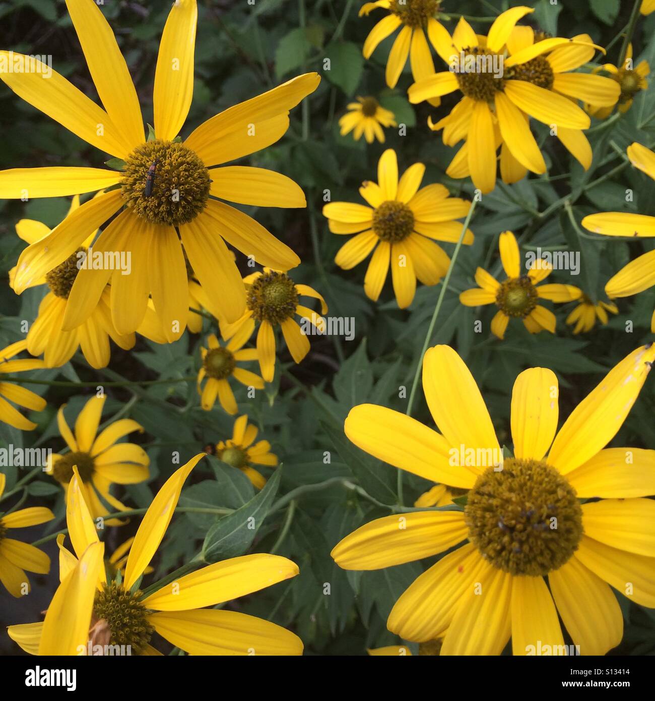 A group of wildflowers on the forest floor. The wildflowers are called