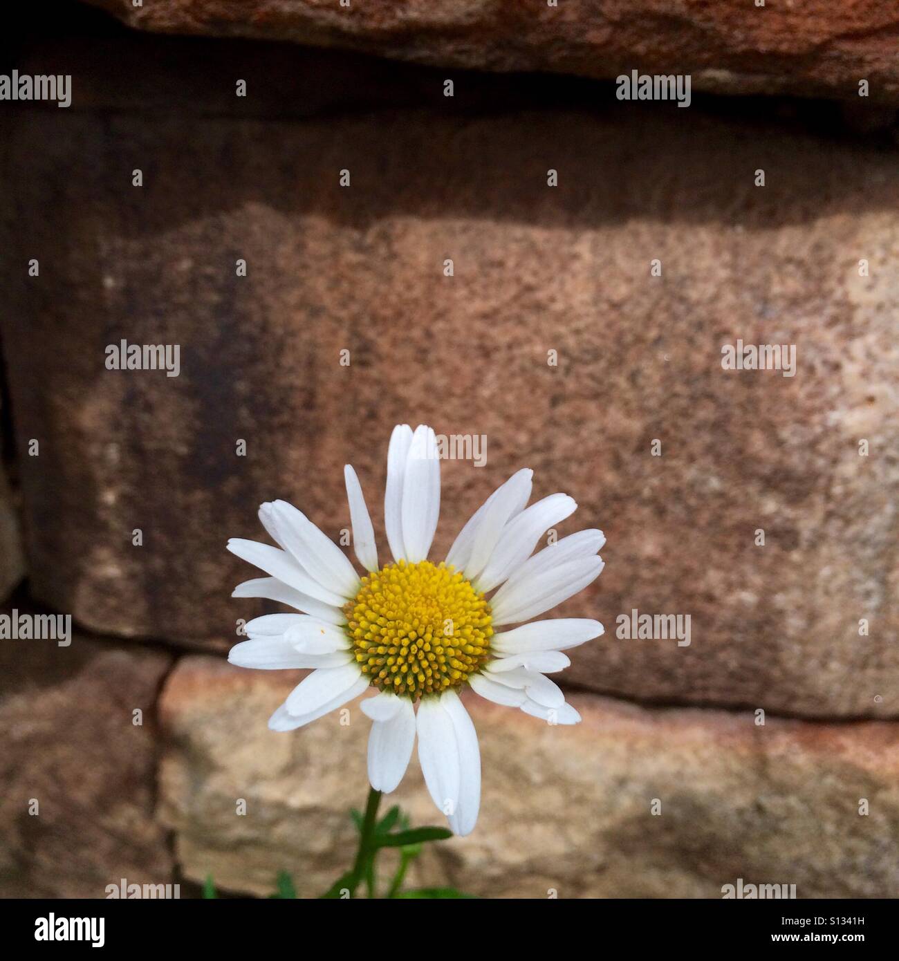 Oxeye Daisy sits before a stone wall. The Latin name of this flower is Chrysanthemum leucanthemum. Stock Photo