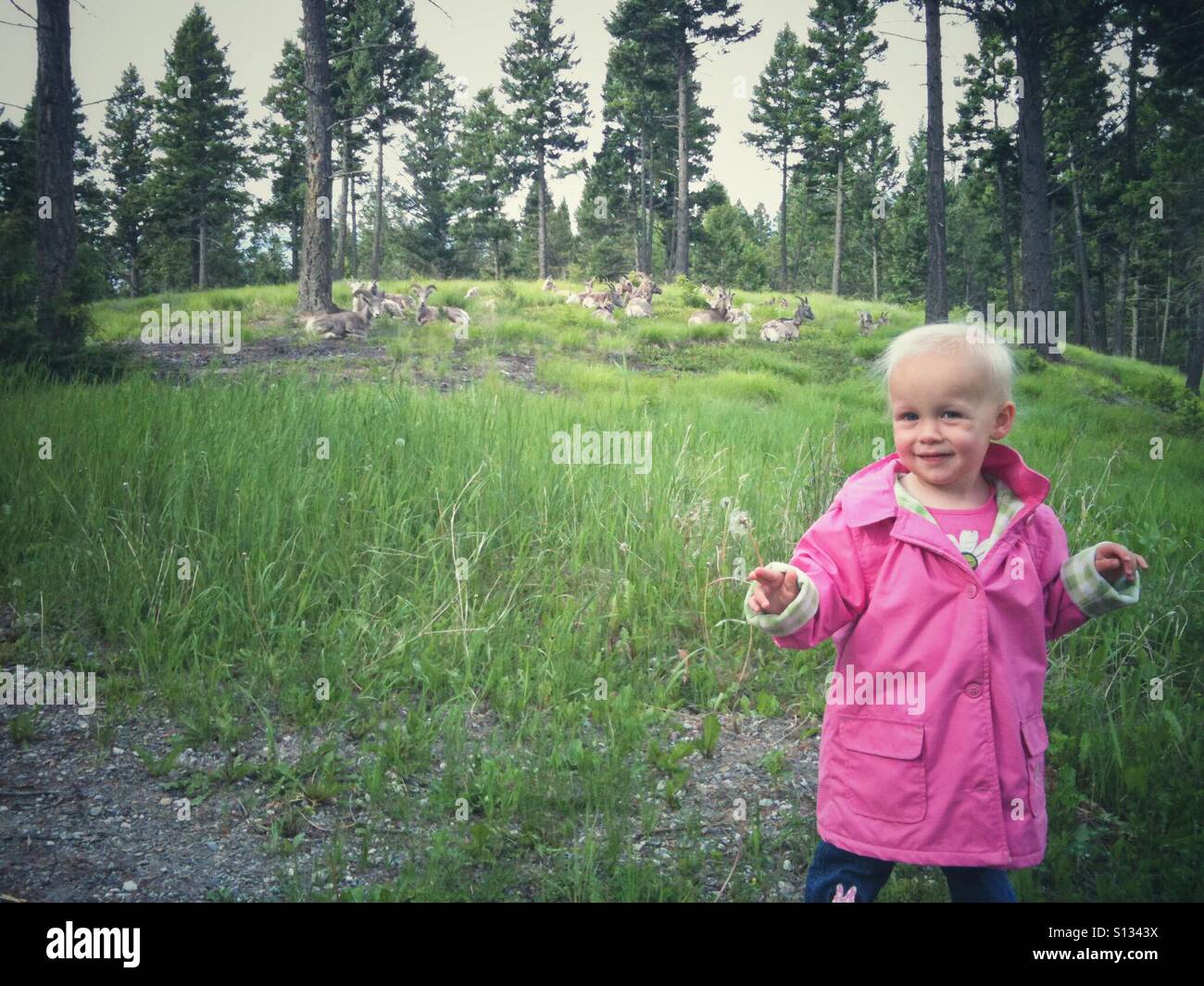 A small girl holding a dandelion seed head stands in front of a mountain pasture filled with a flock of resting bighorn sheep. - Smartphone Captured Stock Image