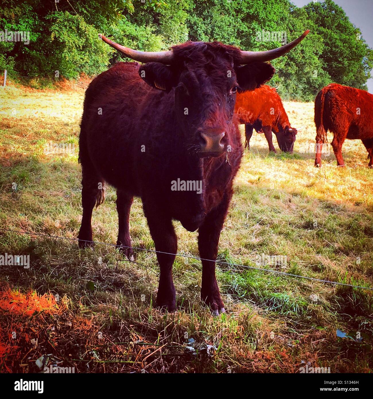 facing a cow in Normandy - Smartphone Captured Stock Image