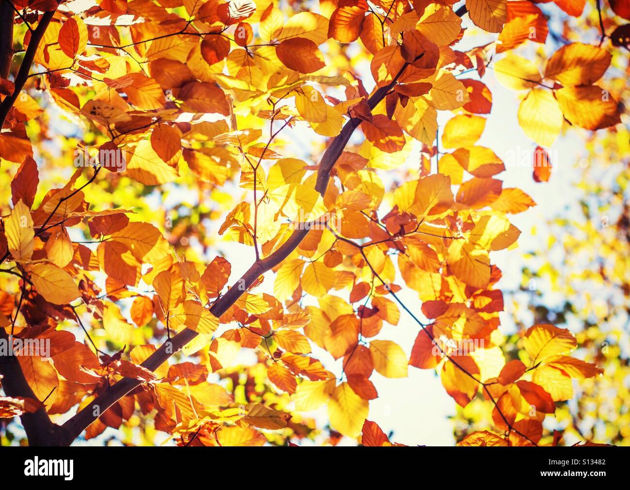 Colourful  Beech Leaves in Autumn Stock Photo