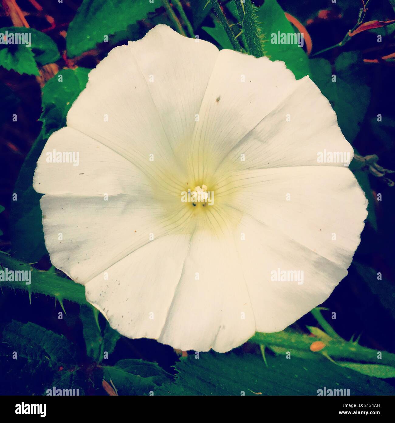 Bindweed flower - Smartphone Captured Stock Image