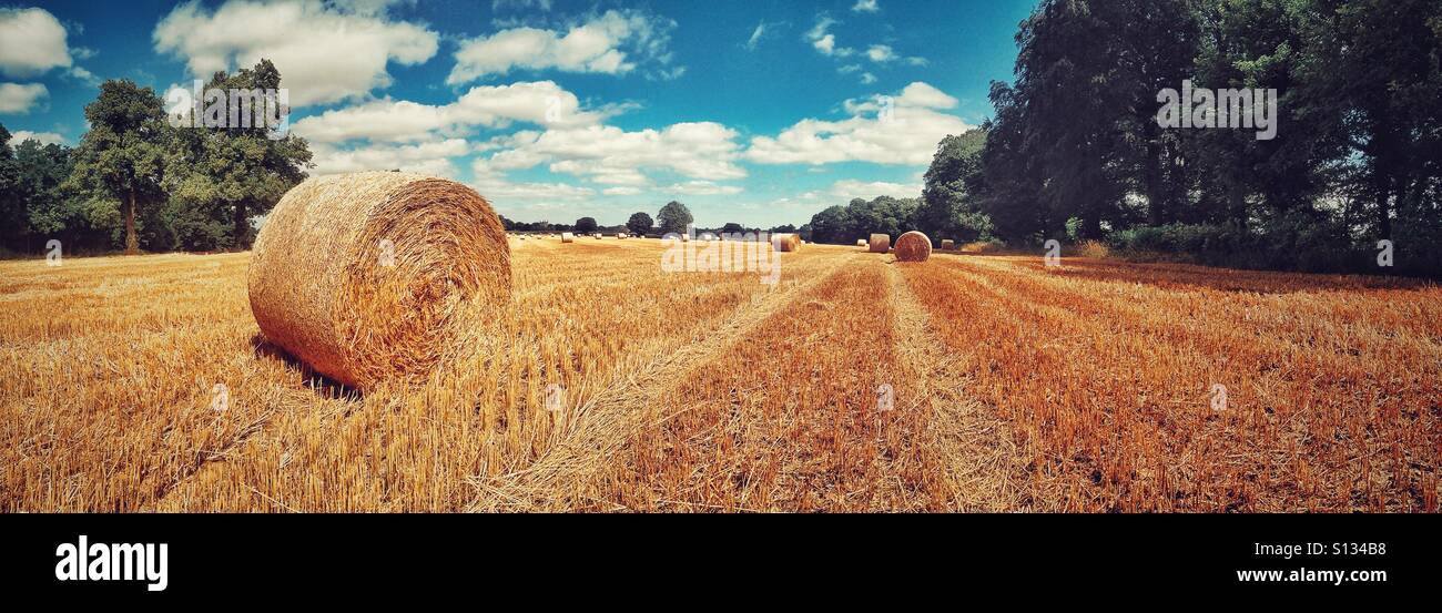 Panoramic scene of hay bales in a field. - Smartphone Captured Stock Image