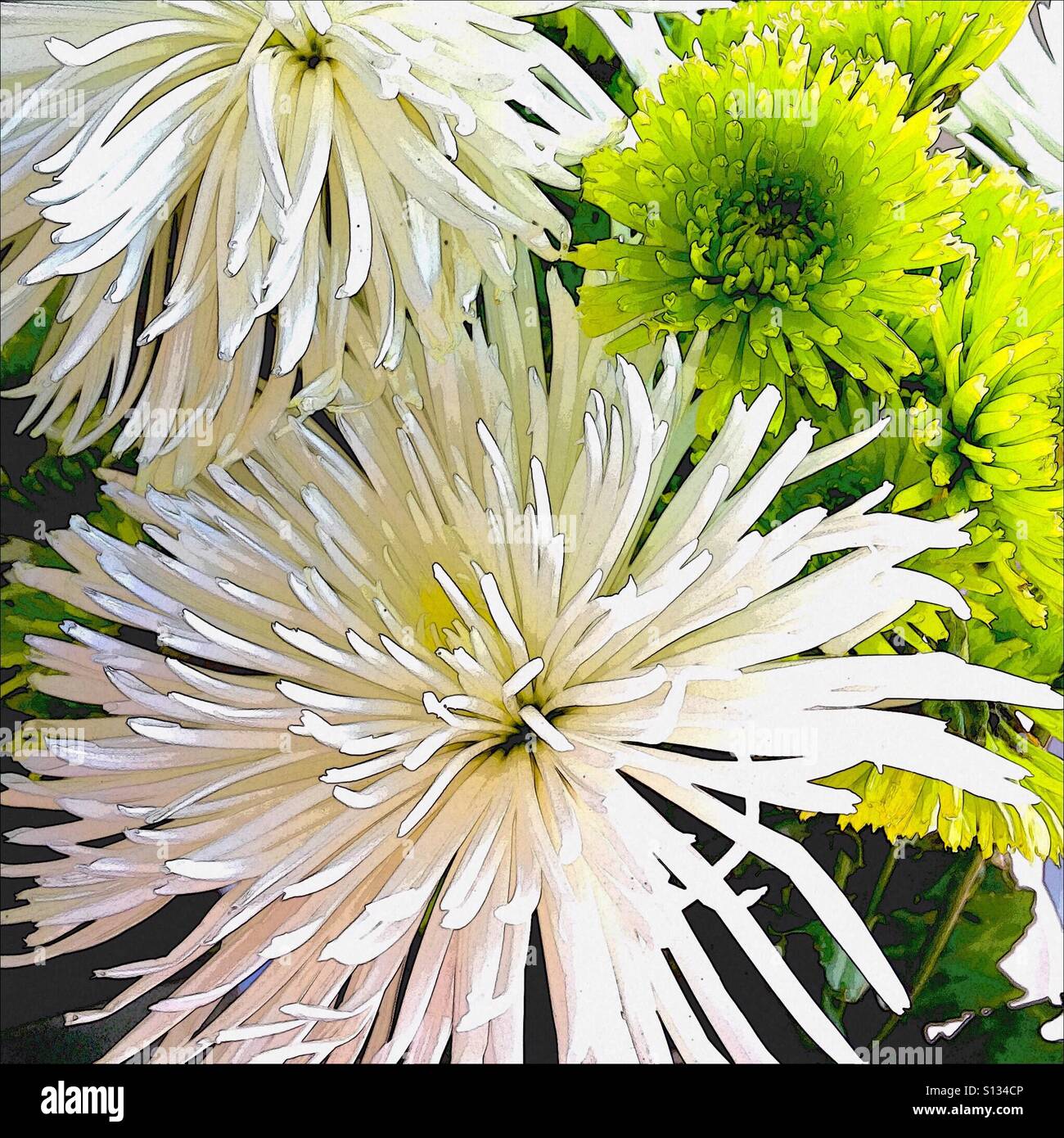 Anastasia Spider Mums Stock Photo Alamy