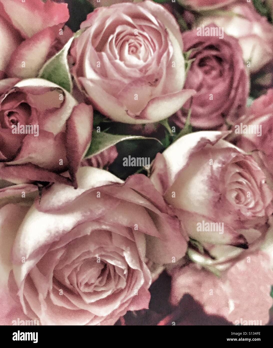 Dusty Rose Roses Stock Photo Alamy