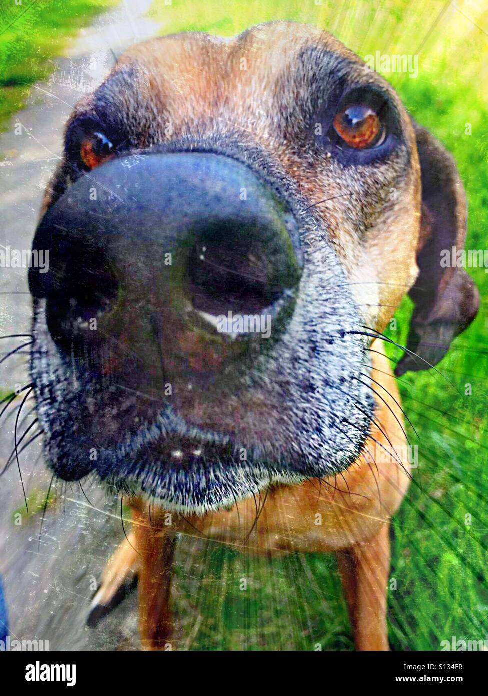 ...look in my eyes... don't  twinkle..!!! - Smartphone Captured Stock Image