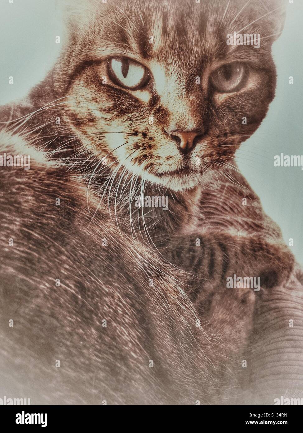 A female tabby cat - Smartphone Captured Stock Image