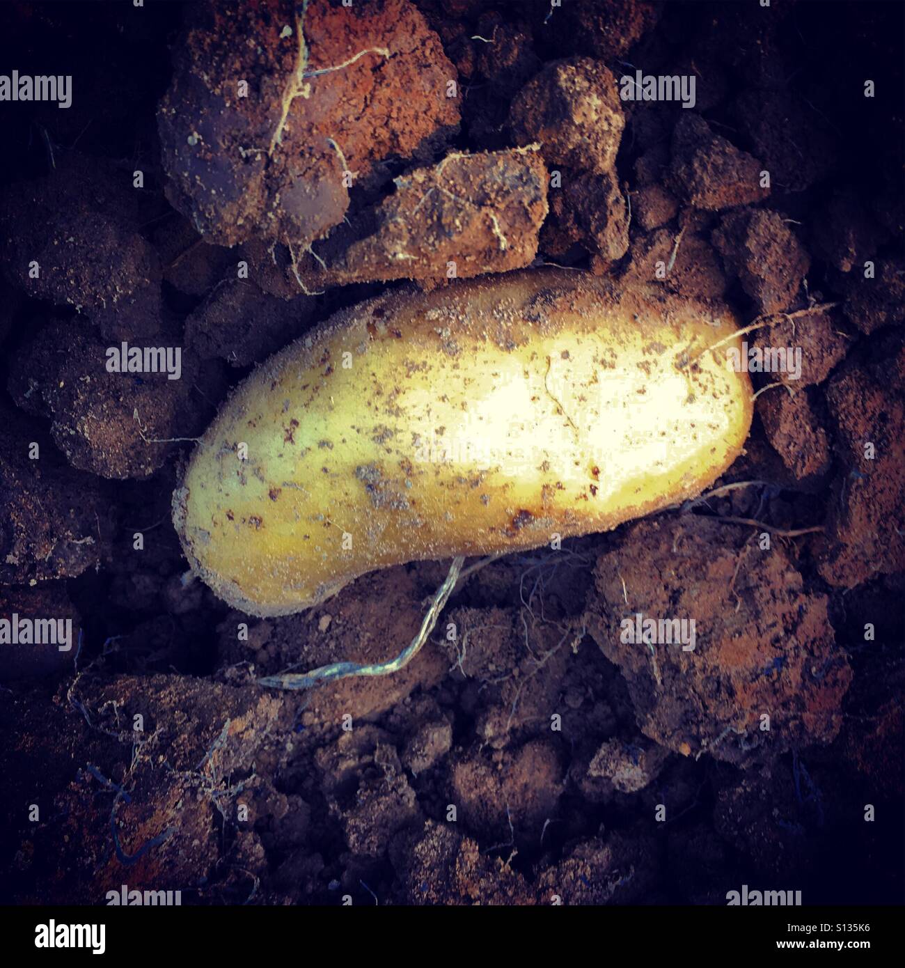Roar Potato in a field - Smartphone Captured Stock Image