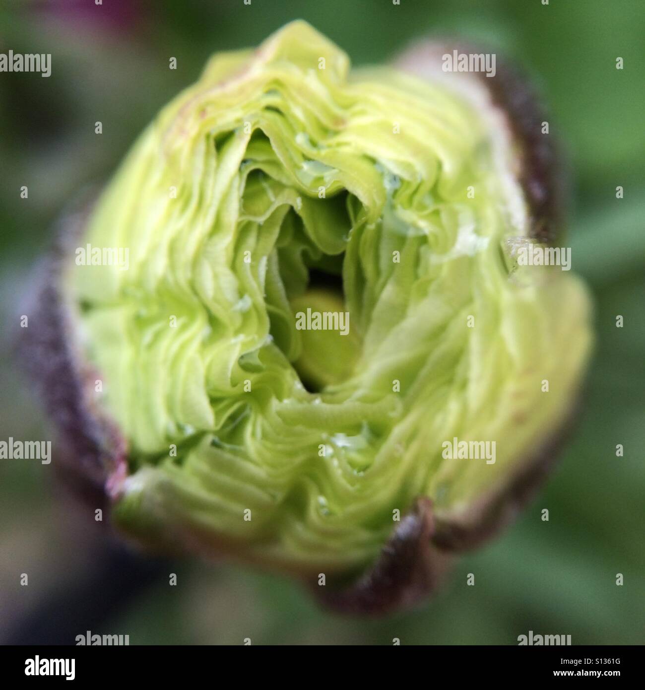 New growth - floral detail - Smartphone Captured Stock Image