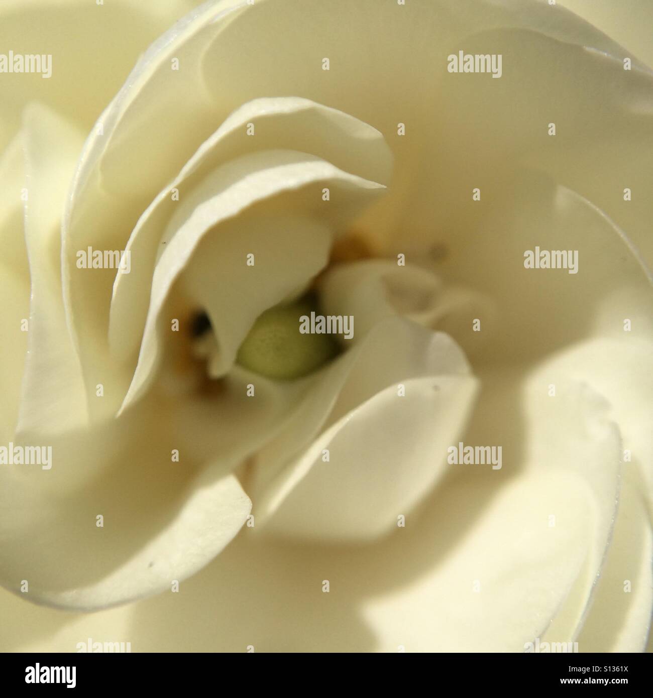 New white rose - close up - Smartphone Captured Stock Image