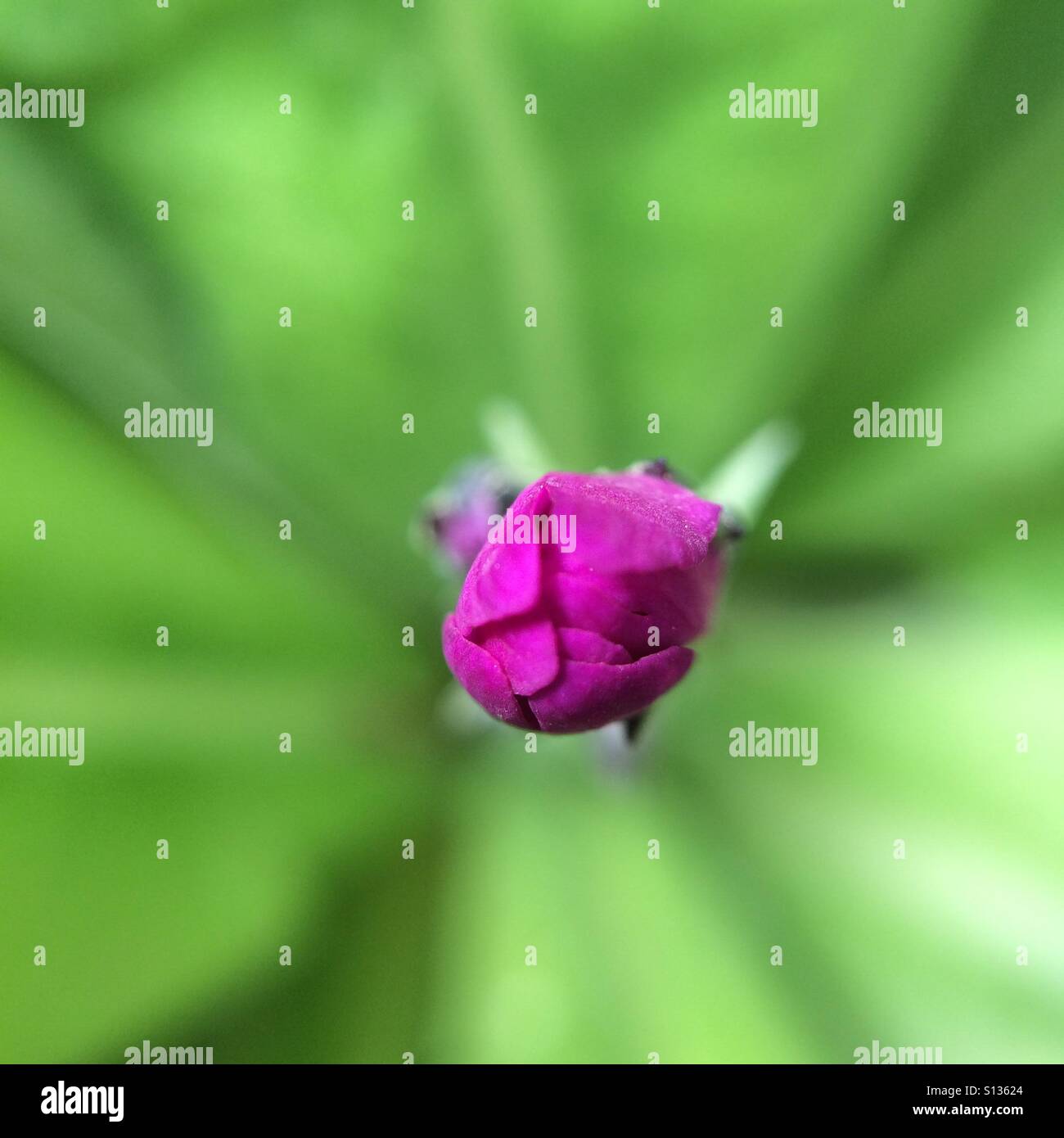 Pink flower bud - close up - Smartphone Captured Stock Image