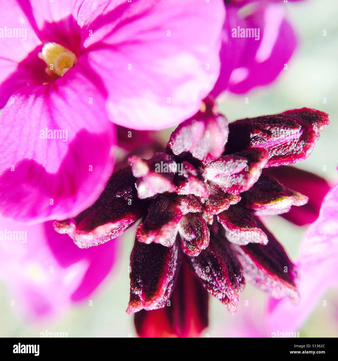 Brightly lit blooms - close up - Smartphone Captured Stock Image