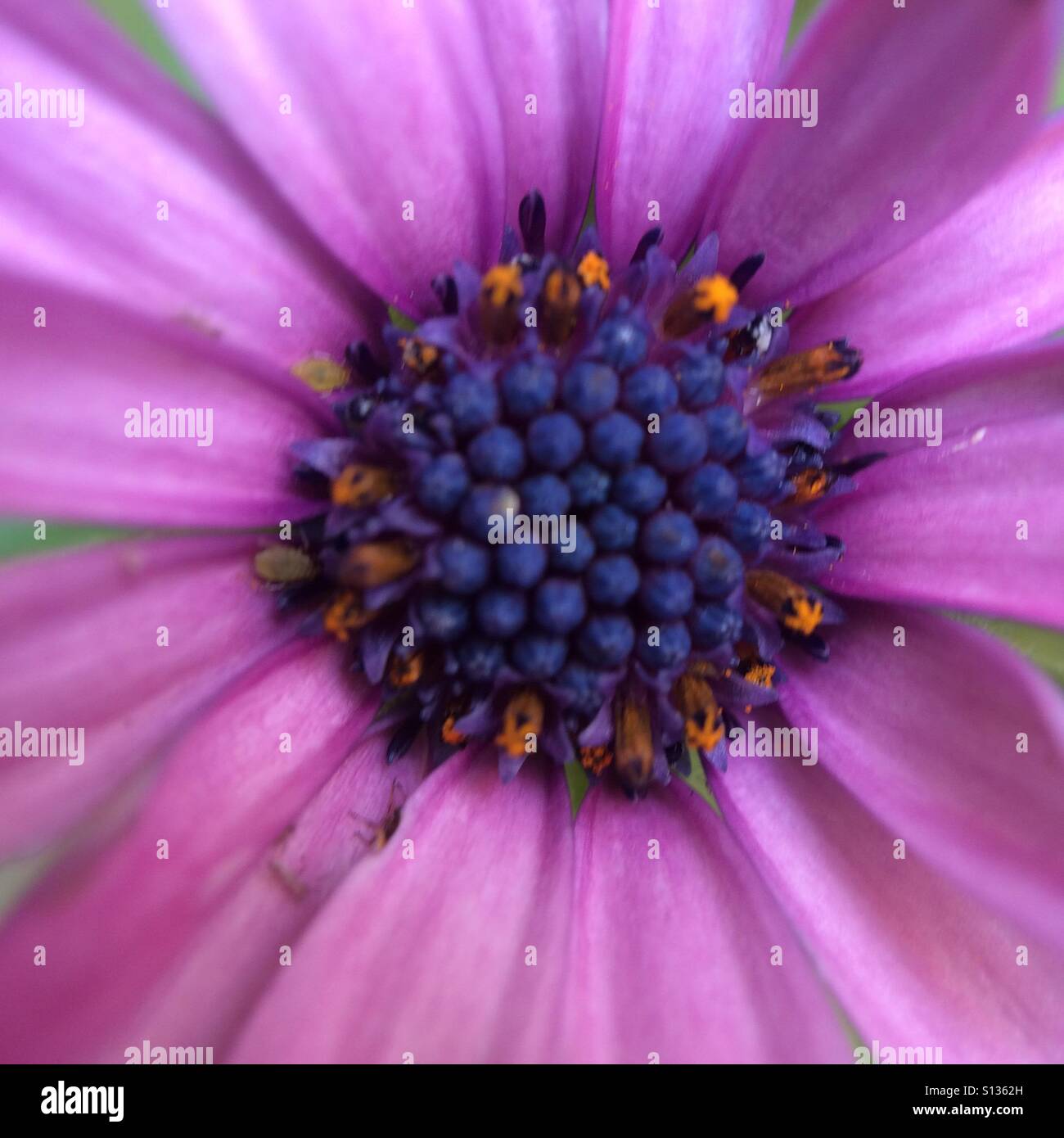 Purple flower - close up Stock Photo - Alamy