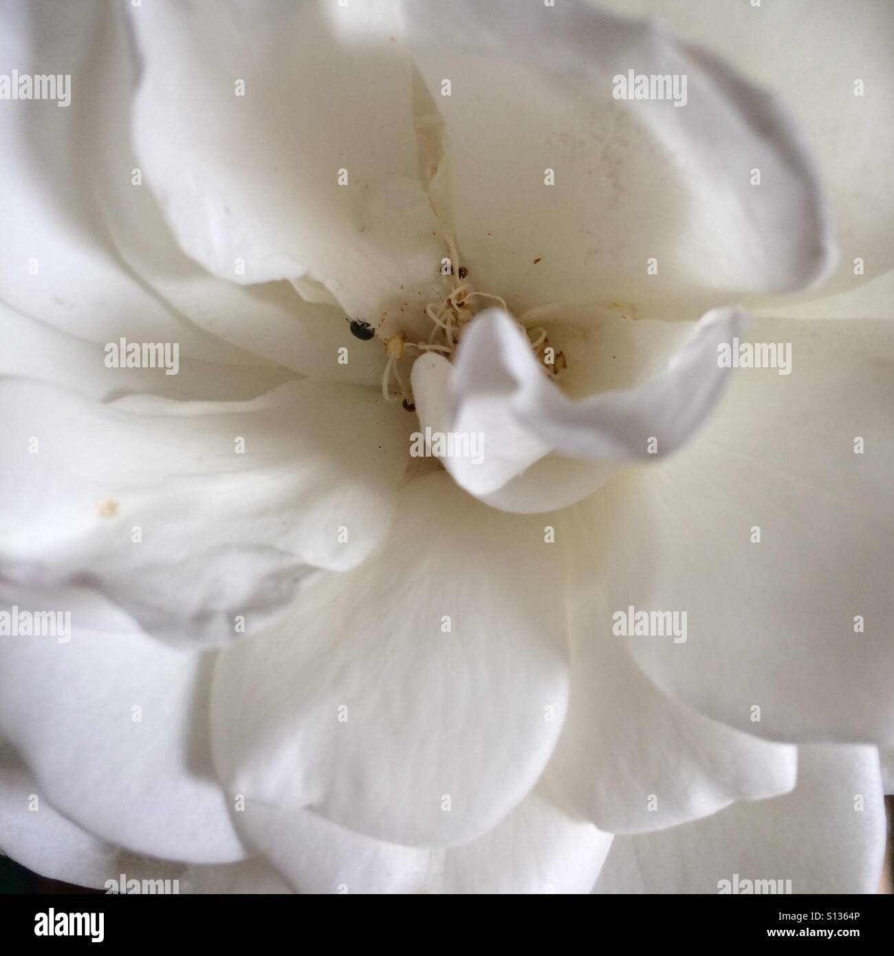 White rose - Smartphone Captured Stock Image