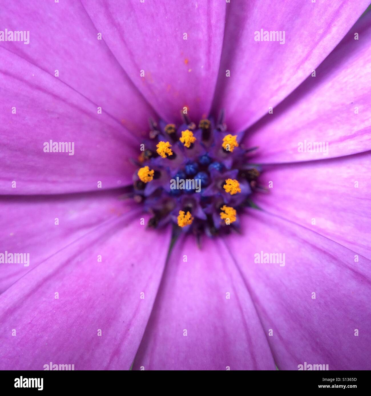 Circle of life - flower close up - Smartphone Captured Stock Image