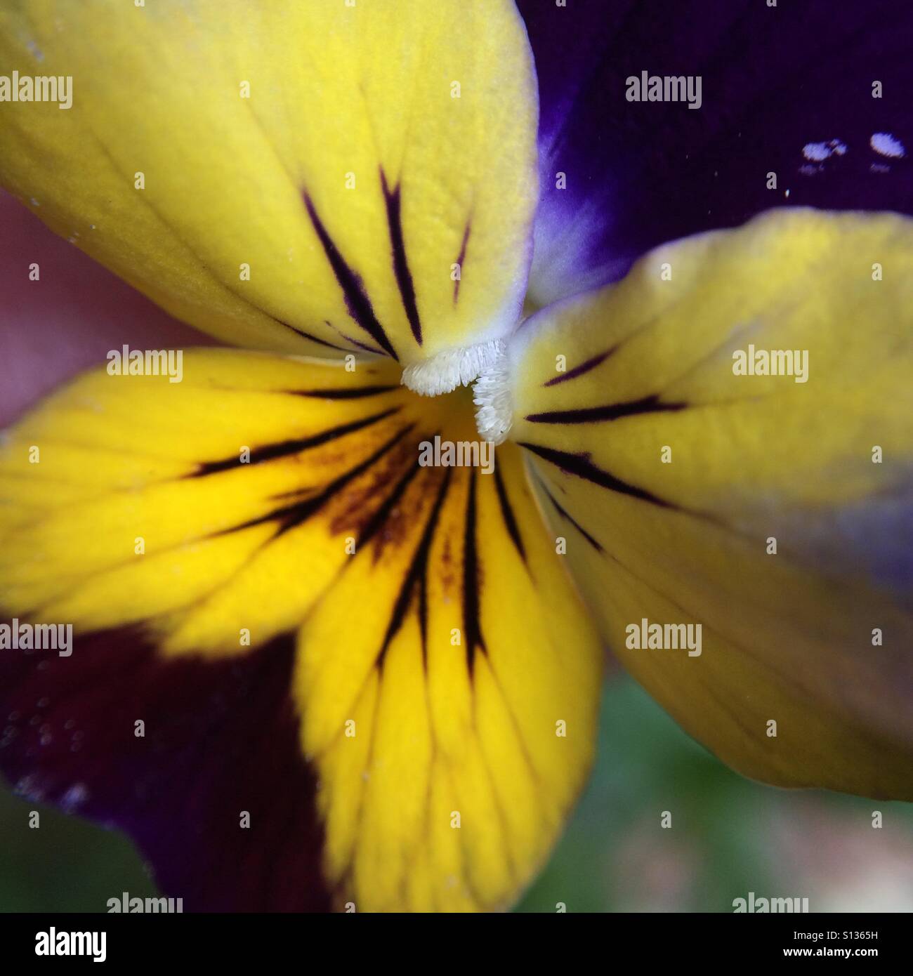 Butterfly effect - yellow flower close up - Smartphone Captured Stock Image