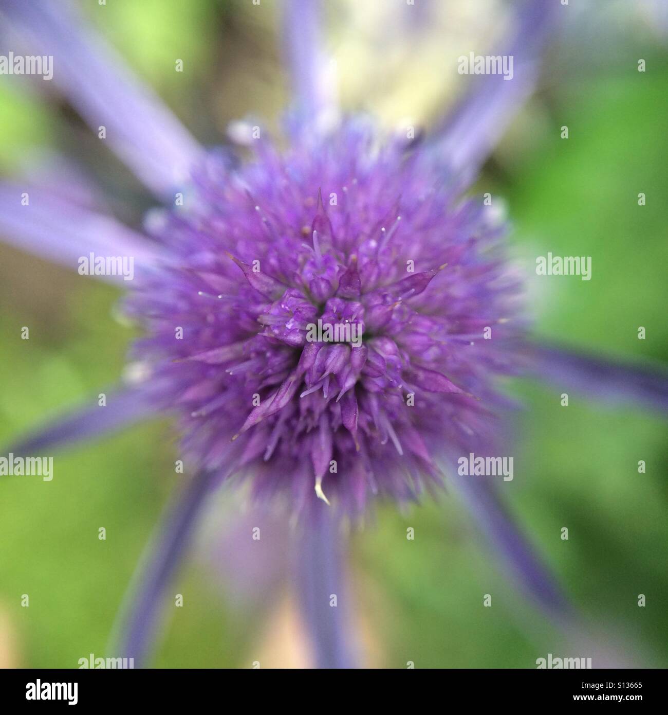 Thistle - close up - Smartphone Captured Stock Image