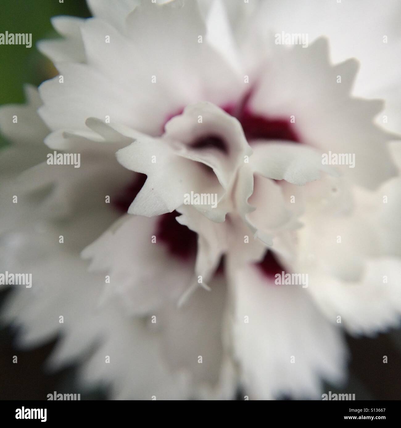White petals, purple heart - close up - Smartphone Captured Stock Image