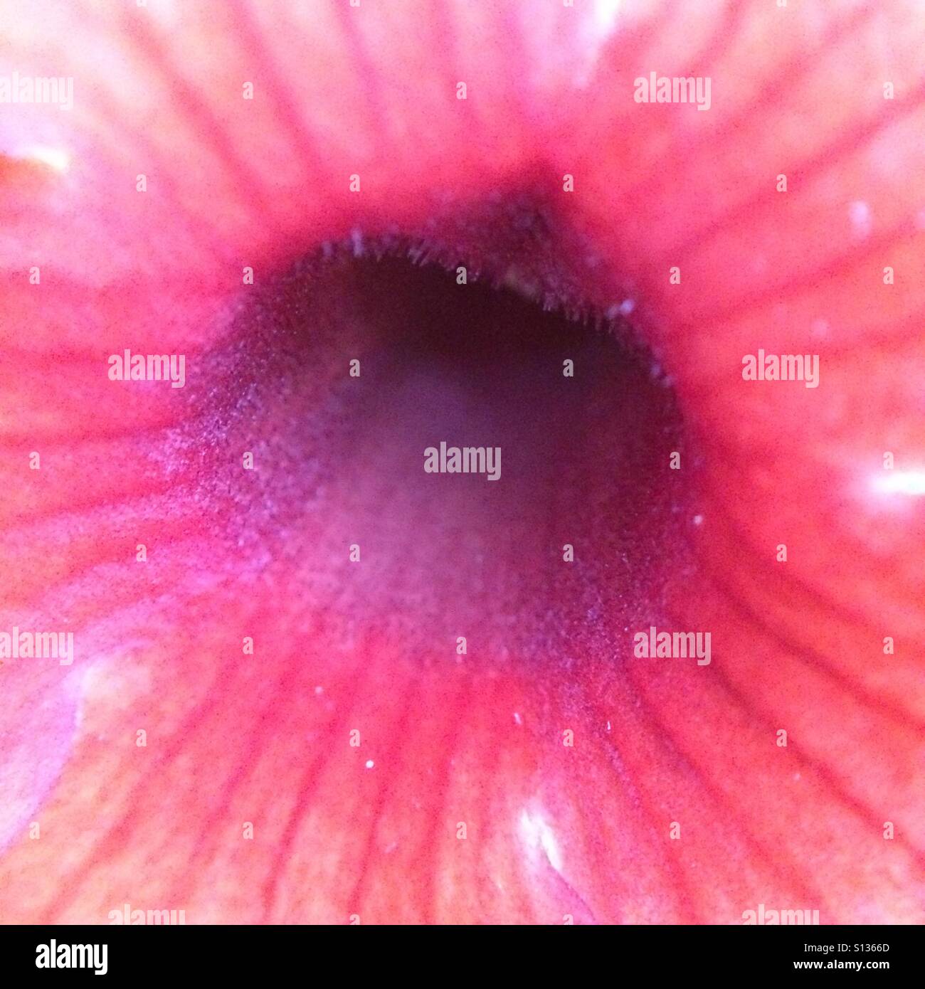 Black hole - flower close up - Smartphone Captured Stock Image