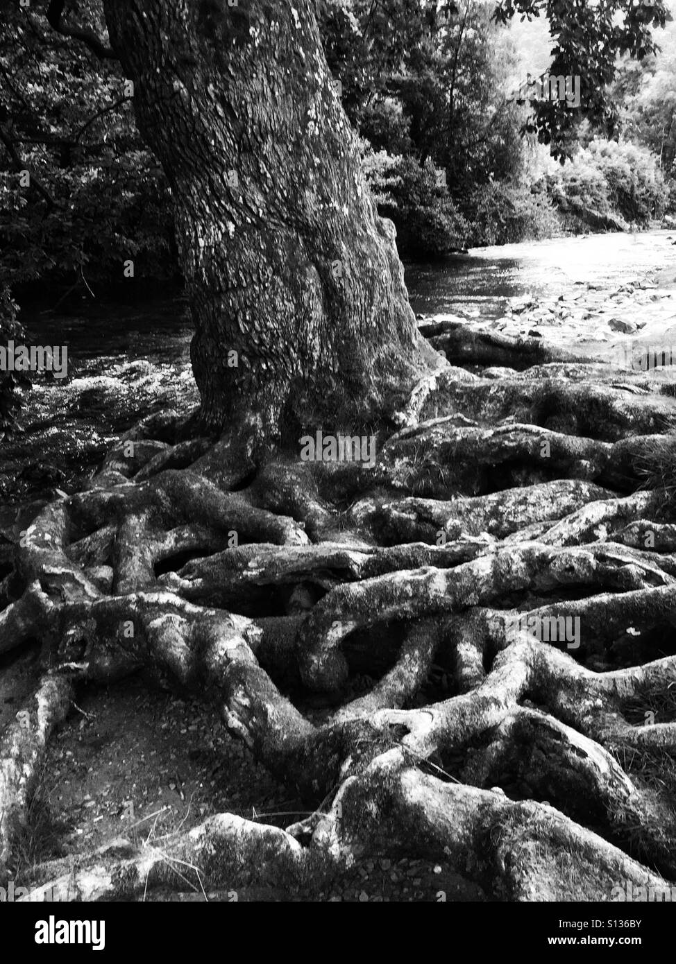 Roots - Smartphone Captured Stock Image
